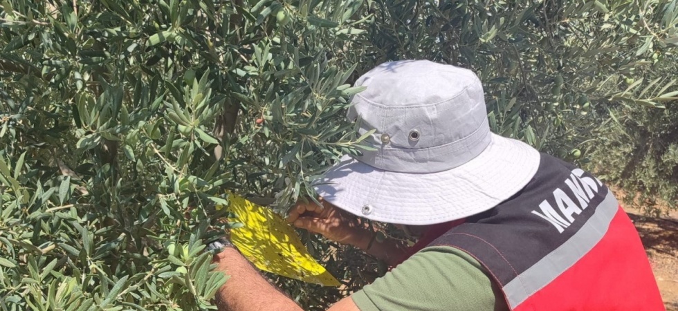 Salihli İlçe Tarımdan ‘zeytin sineği’ uyarısı