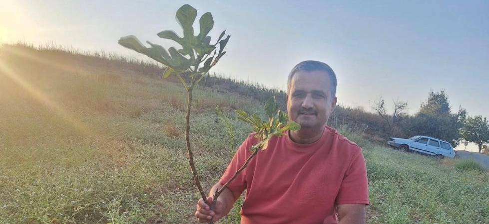 Sarıgöl’de sarılop incir üretimi yaygınlaşıyor