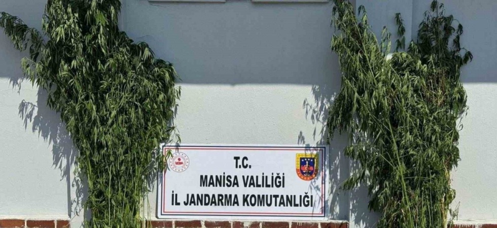 Soma’da 1.620 kök kenevir ele geçirildi