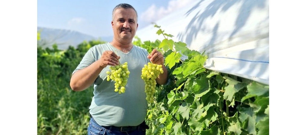 Sultaniye üzüm sezonu açıldı, üreticiler sosyal medyada tanıtıma başladı