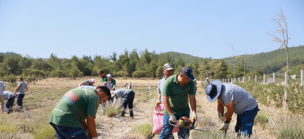 Yunusemre’de lavanta hasadı başladı