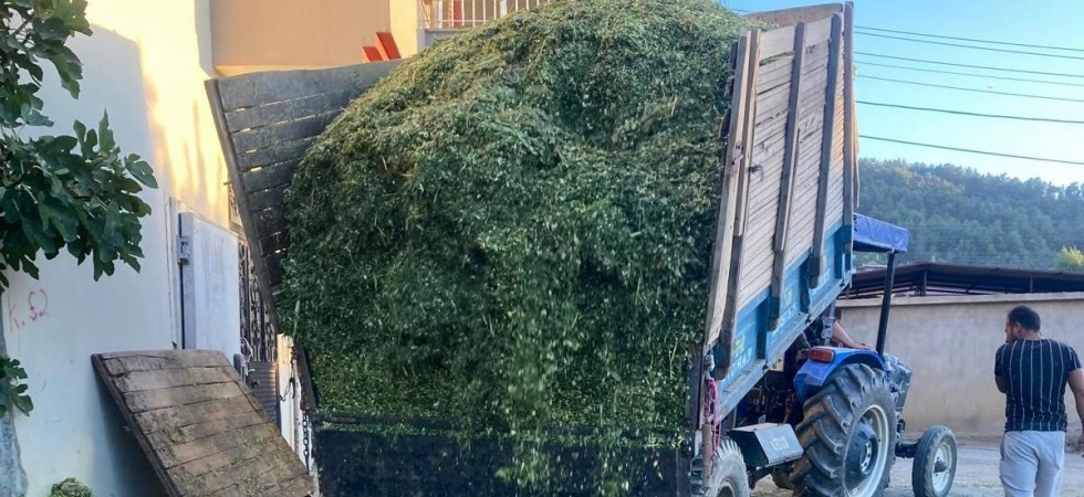 Besiciler mısır slaj yem yapımına başladı