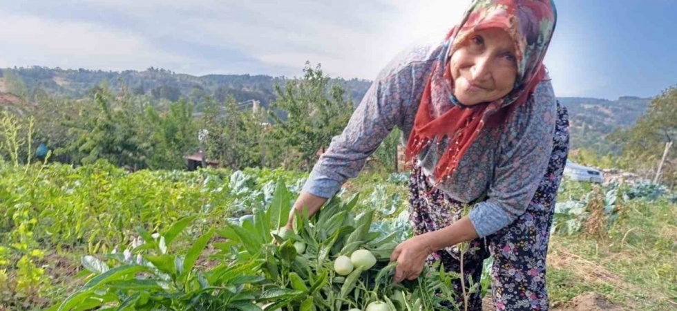 Demirci’de ilk kez pepino yetiştirildi