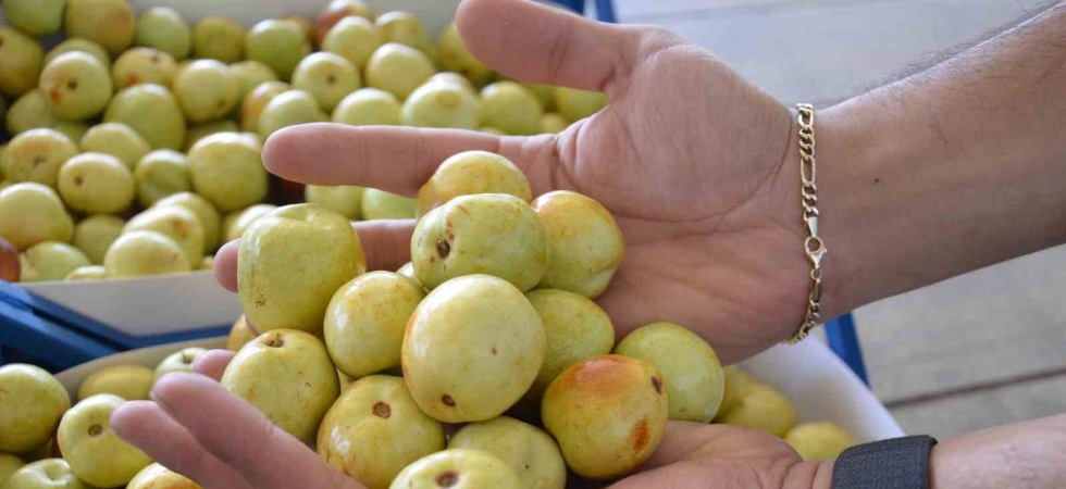 Demirci’de taze iri hünnap meyvesinin hasadı başladı