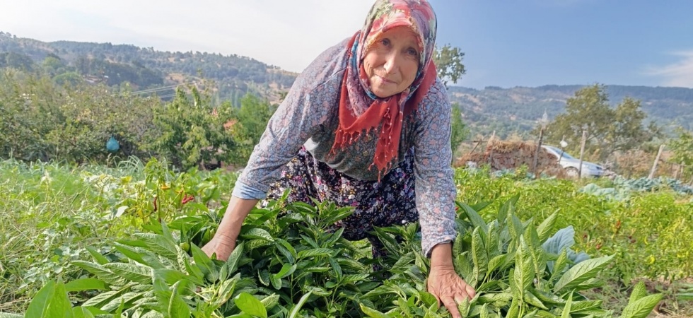 Halise Teyze Manisa Demirci’de ilk kez Pepino yetiştirdi