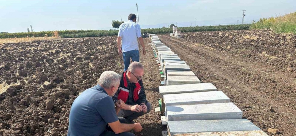 Halitpaşa’da arı ölümleri inceleme altında