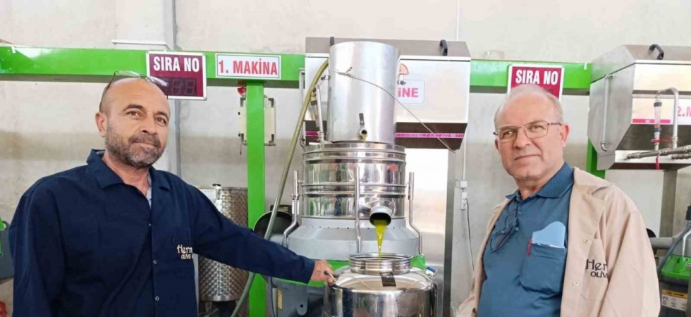 Köprübaşı’nda zeytin sıkım sezonu başladı