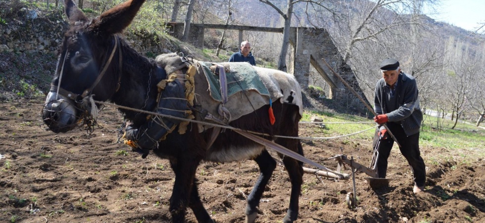 Manisa’da Eşek Sayısı Tüm Türkiye’de Olduğu Gibi Hızla Düşmeye Başladı