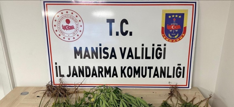 Manisa’da bahçesine kenevir eken kişi tutuklandı