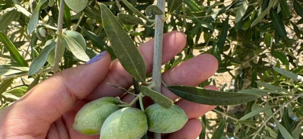 Manisa’da zeytinde rekolte çalışmaları başladı