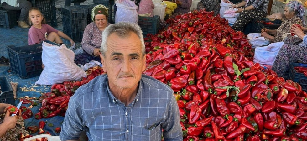 Salihli’de kapya biberde hasat zamanı