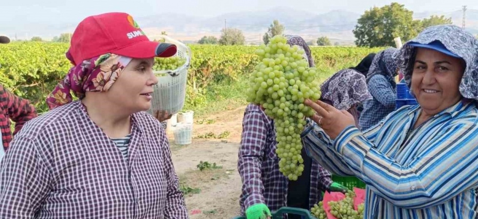 Sarıgöl’de 5,5 kiloluk üzüm salkımı