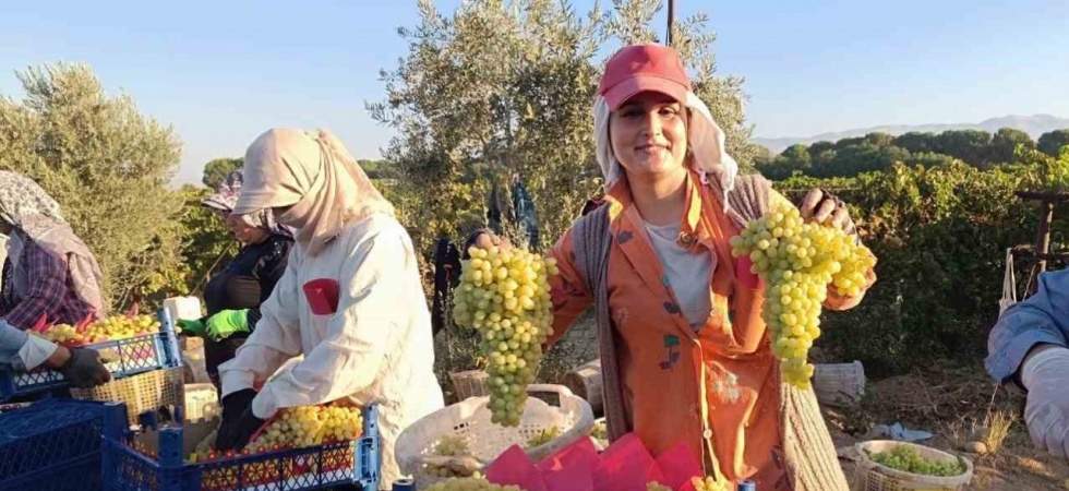Sarıgöl’de hayat üzümle dönüyor