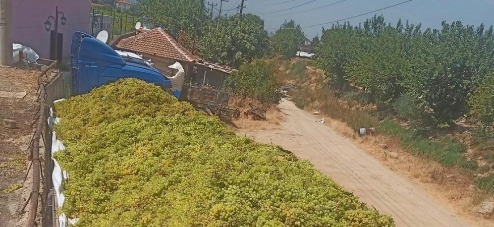 Sarıgöl’de şaraplık üzüm alımları sürüyor