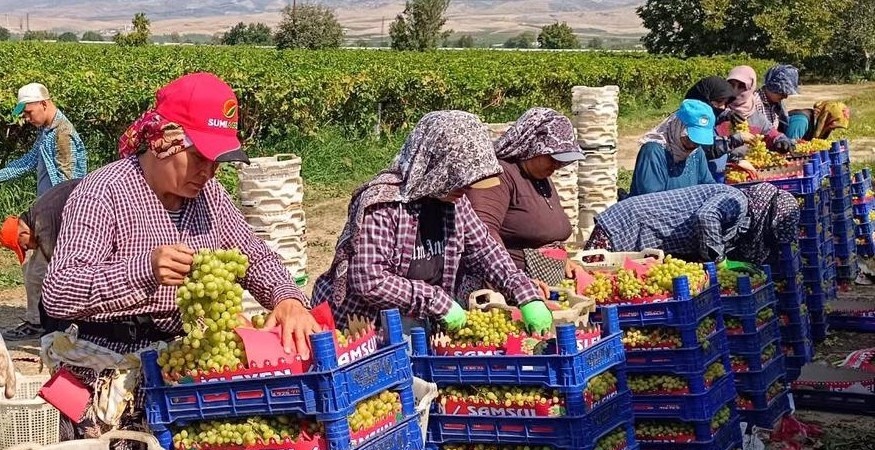 Sarıgöl’de üzüm hasadı aralıksız sürüyor