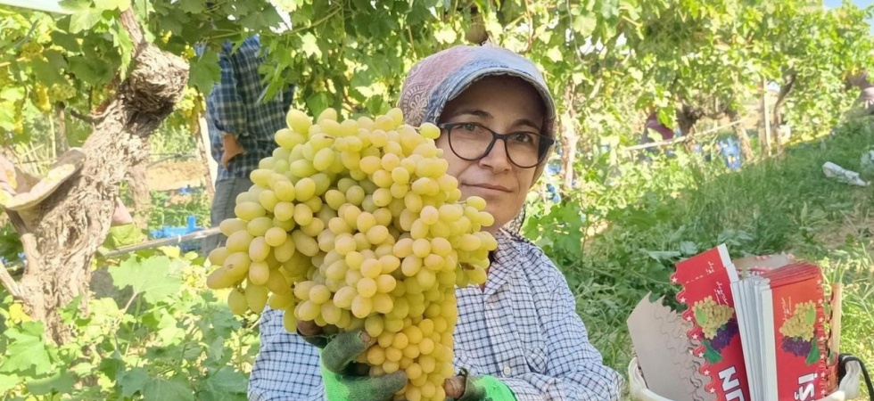 Sarıgöl’de yaş üzüm piyasası hareketlendi