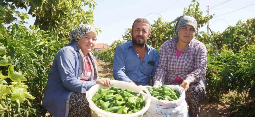 Ünlü Emcelli Biberi yok oluyor
