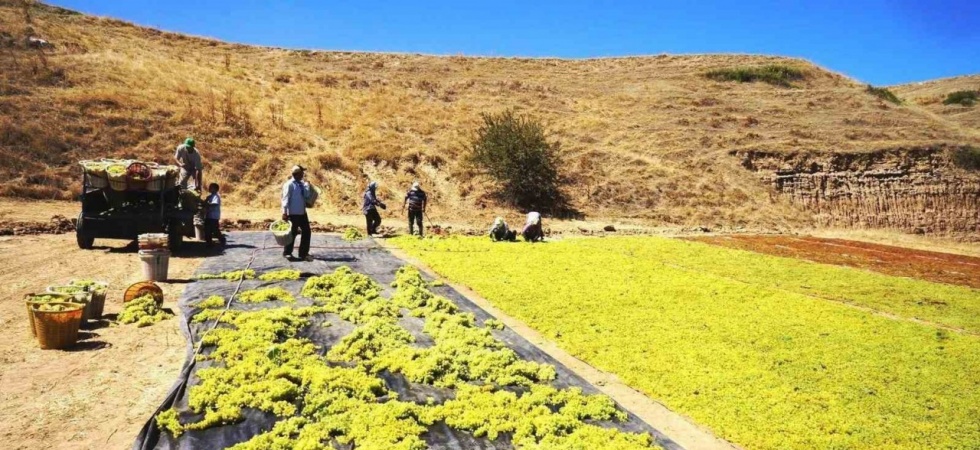 Yaş üzüme talep azalınca üretici kurutmaya yöneldi