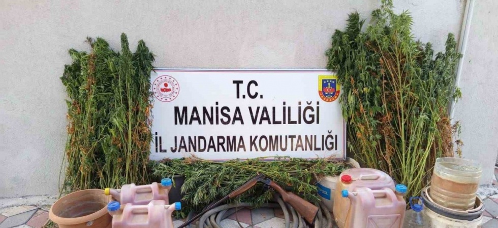 Yasa dışı kenevir eken şahıs tutuklandı