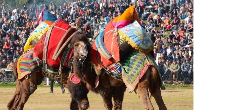 2. Geleneksel Deve Güreşi Festivali İzmir Bayındır Çırpı’da Coşkuyla Gerçekleşecek