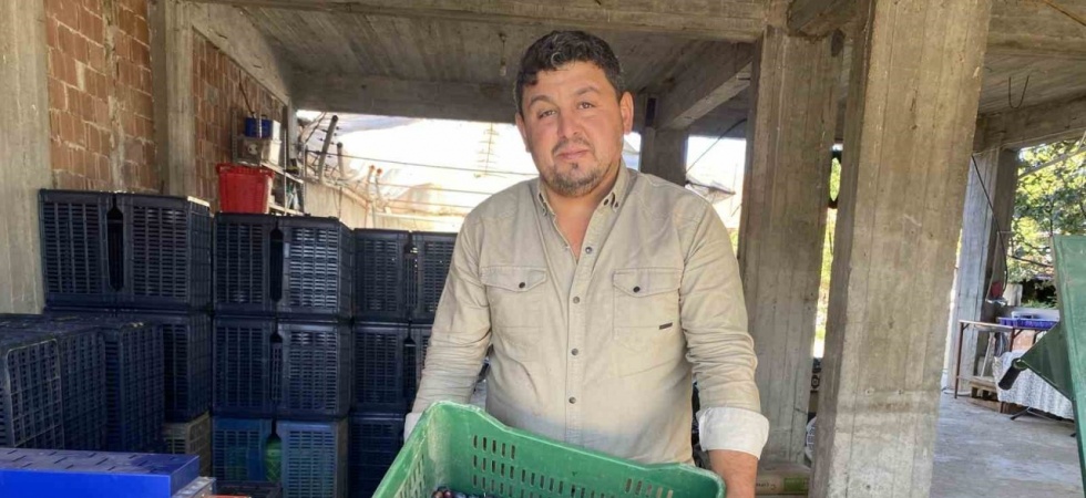Alaşehir’de zeytinde rekolte düşük, kalite yüksek