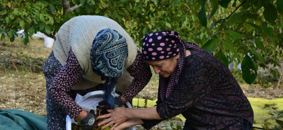 Demirci’de ceviz hasadına başlandı