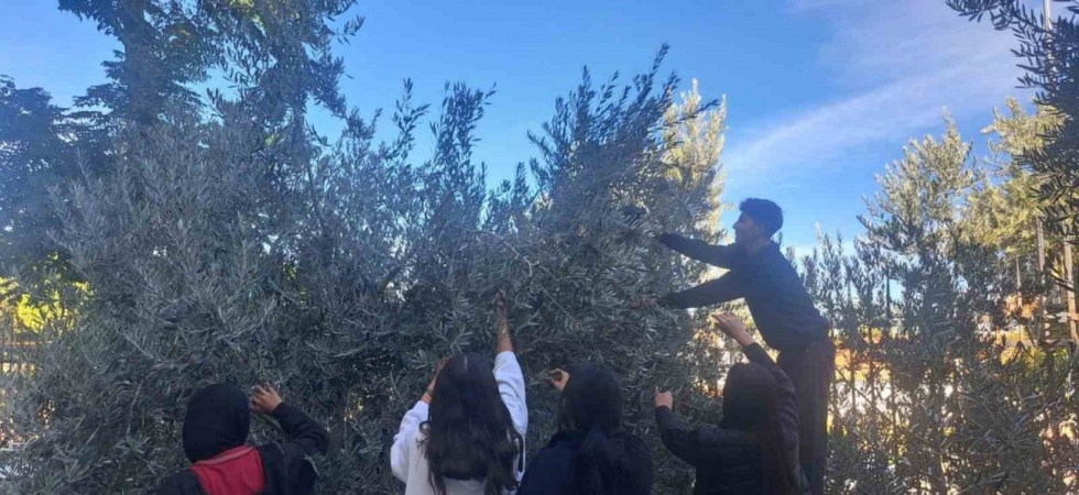 Öğrenciler zeytin hasadıyla üretim bilincini öğreniyor