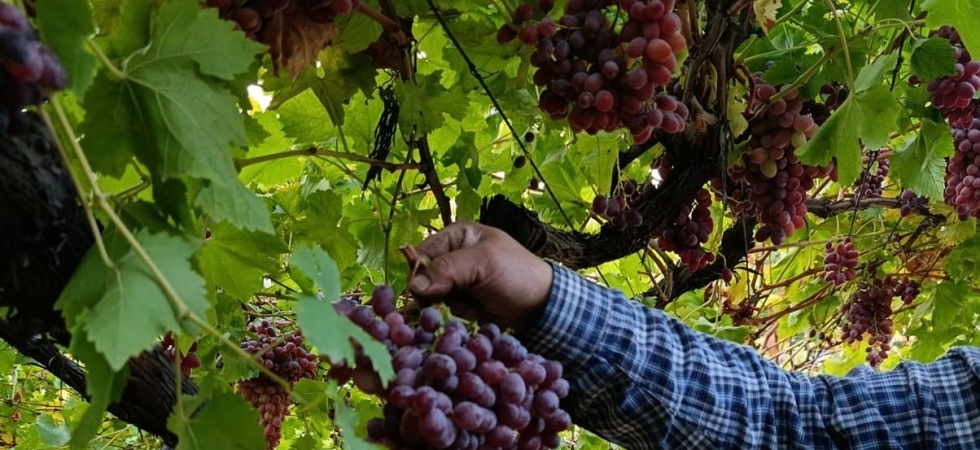 Sarıgöllü üreticiden 1 kilo 740 gramlık üzüm salkımı