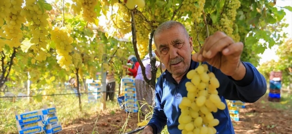 Üzüm fiyatlarındaki düşüş üreticileri tedirgin etti