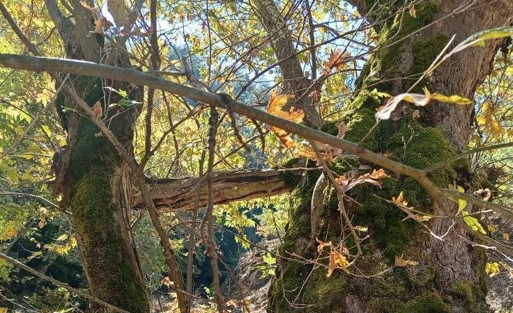 Yaşlı çınar küçük çınara kucak açtı
