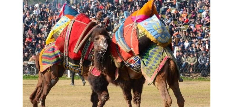 Bu Pazar Yapılacak Olan 5. Kemalpaşa Damlacık Deve Güreşleri Festivali İptal Edildi