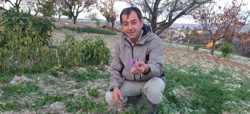 Demirci’de safran çiçeği yetiştirildi