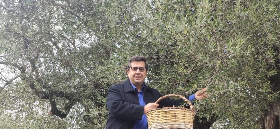 Dünya Zeytin Ağacı Günü Manisa’da Buruk Geçti