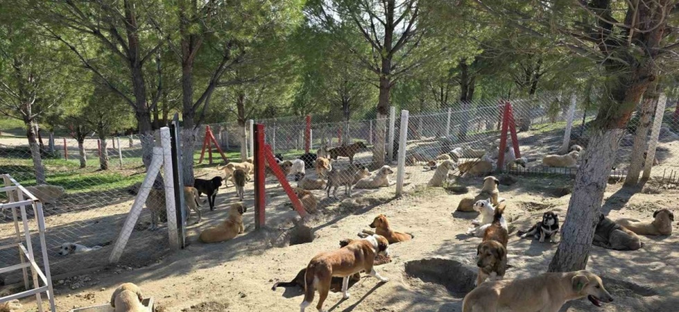 İlçelerdeki sahipsiz köpekler toplanıyor