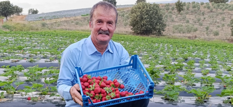 Kasım Ayında Köprübaşı İlçesinde Çilek Bereketi