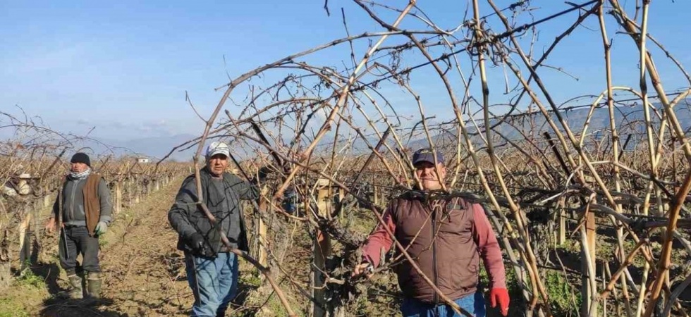 Sarıgöl’de bağ budama işçi ücretleri belli oldu