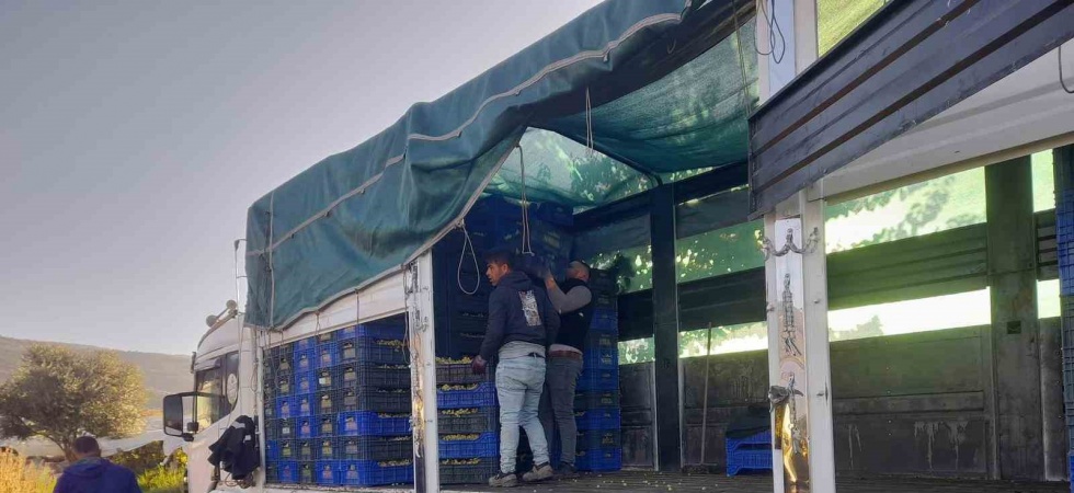 Sarıgöl’de örtüaltı üzüm hasadı devam ediyor