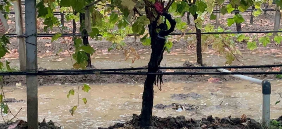 Sarıgöl’de özlenen yağışlar çiftçinin yüzünü güldürdü