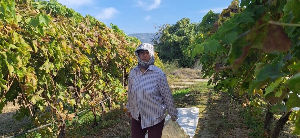 Sarıgöl’deki bağlarda örtü toplama mesaisi başladı