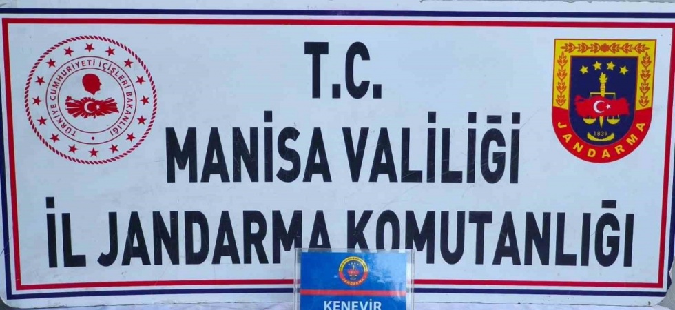 Üzüm bağında kenevir ele geçirildi