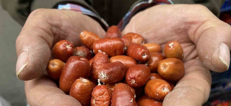 Alaşehir’de iğde ağaçlarının sayısı her geçen gün azalıyor