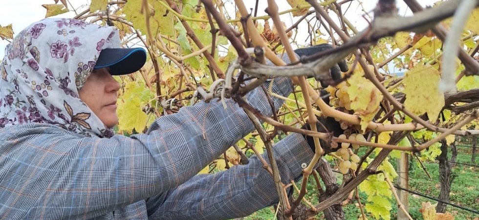 Bağda kalan üzümler ev ekonomisine can suyu oluyor