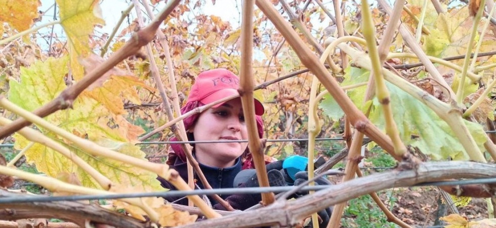 Budama maliyeti üreticiyi ailece bağa indirdi