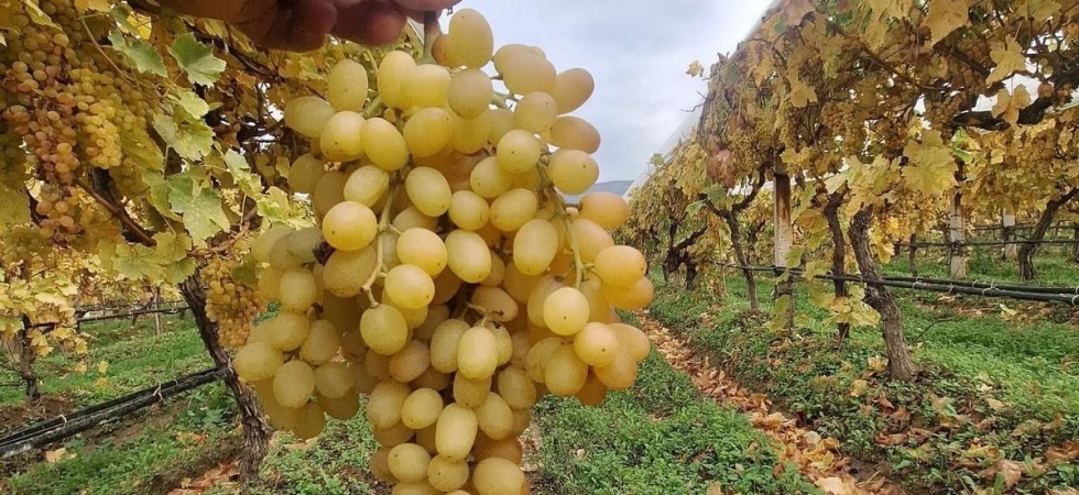 Dalında üzümler 5 aydır tazeliğini koruyor