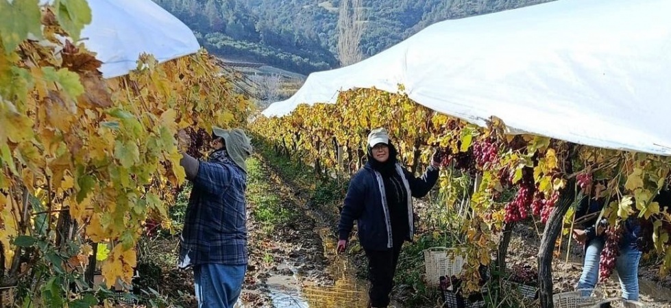 İşçiler yağmur ve çamuru aldırış etmeden üretime devam ediyor