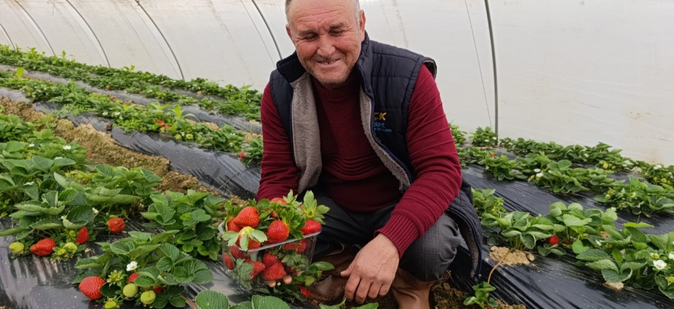 Köprübaşı'nda Kış Mevsiminde Üretilen Çileğe Yoğun Talep Var