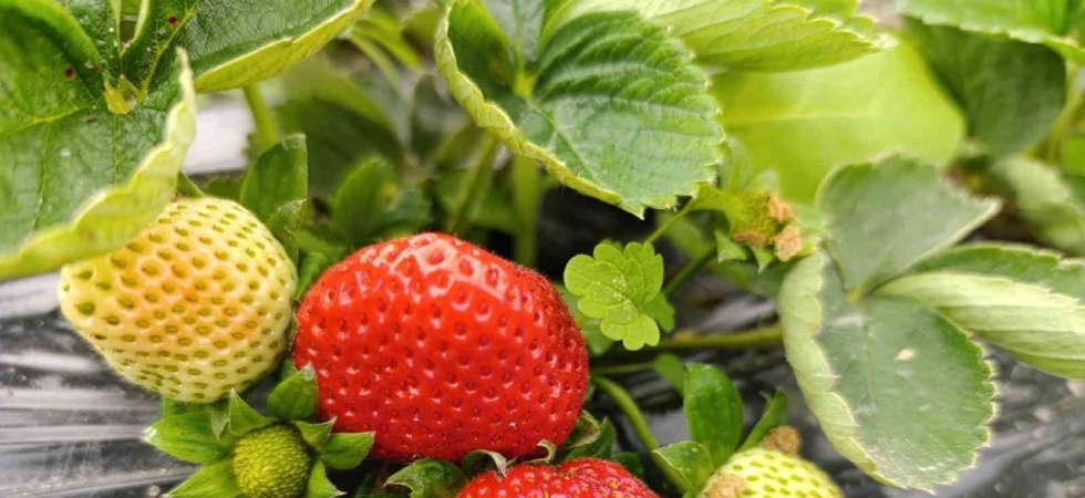 Köprübaşı’nda kış çileği 200 TL’den alıcı buluyor