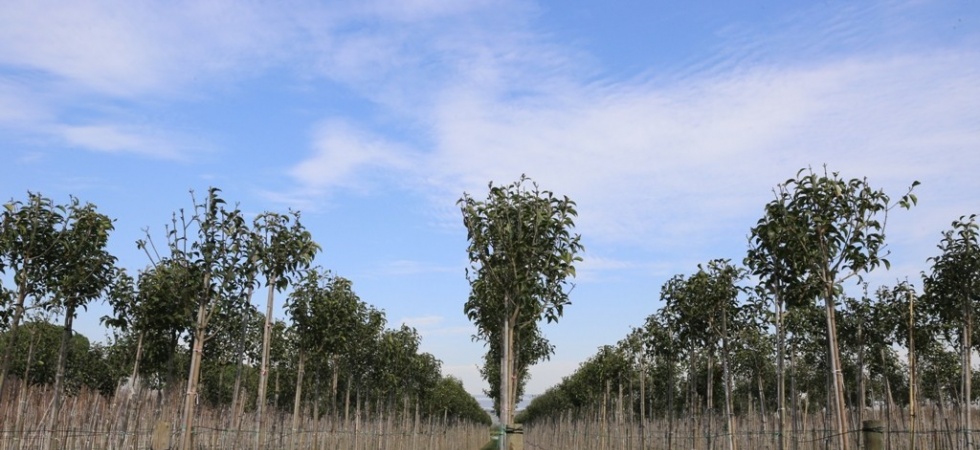 Muradiye Fidanlığı geleceğe nefes olmaya devam ediyor
