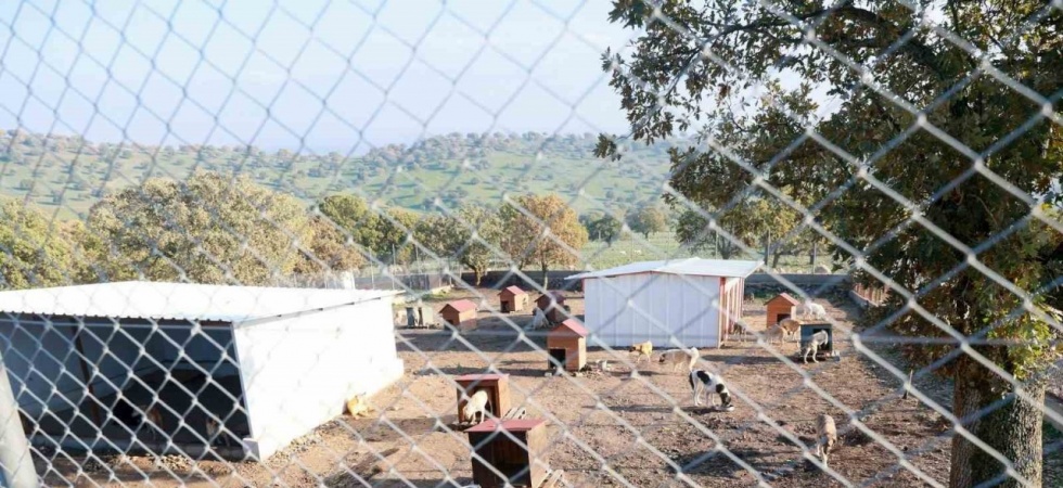 Sahiplendiği iki köpeği sokağa atan şahsa 172 bin TL ceza