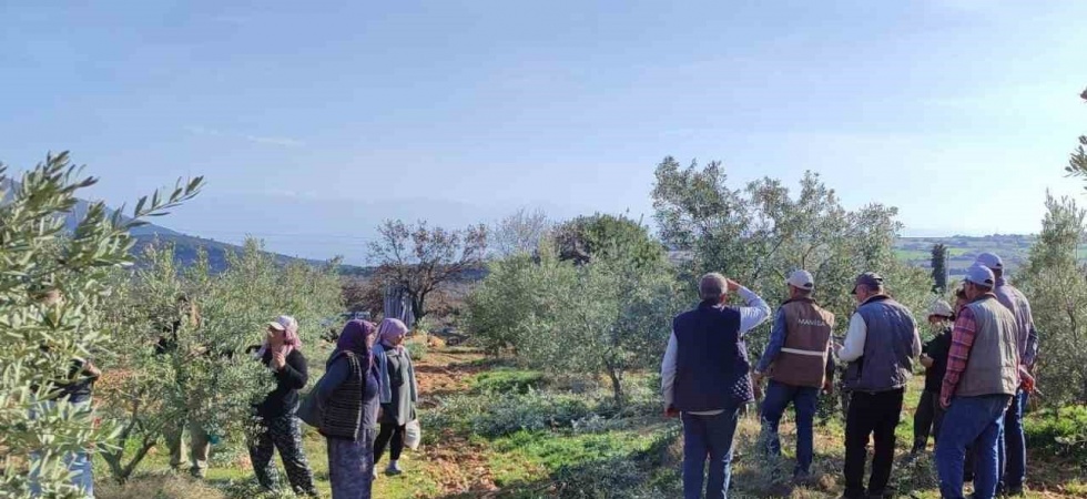 Salihli’de ücretsiz zeytin budama kursu başlıyor